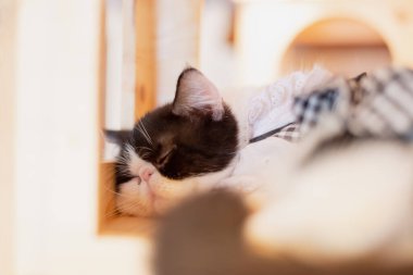 Pisi pisi, pisi, hayvan.