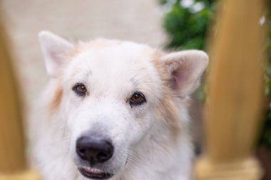 Tay çakışan köpeği, kurt ve köpek karışımı, vahşi ve eğlenceli alışkanlıklar..