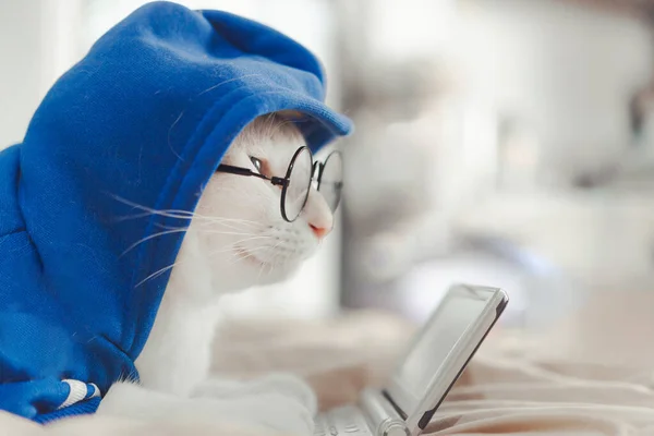 Beyaz Kedi Yatakta Oturuyor Tablete Bakıyor — Stok fotoğraf