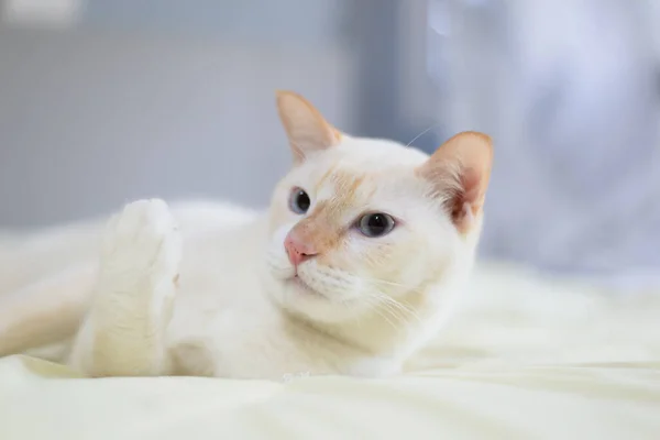 Gato Branco Deitado Cama Pet Fashion Concept — Fotografia de Stock