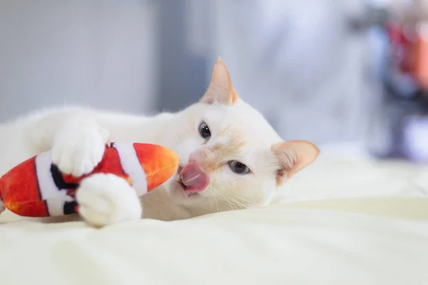 ベッドの上に横たわる白い猫 ペットファッションのコンセプト — ストック写真