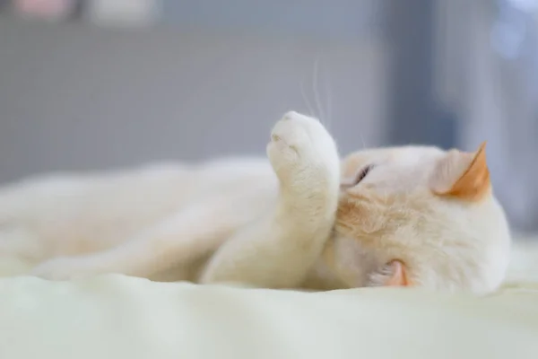 Λευκή Γάτα Ξαπλωμένη Στο Κρεβάτι Κατοικίδιο Ζώο Έννοια Μόδας — Φωτογραφία Αρχείου