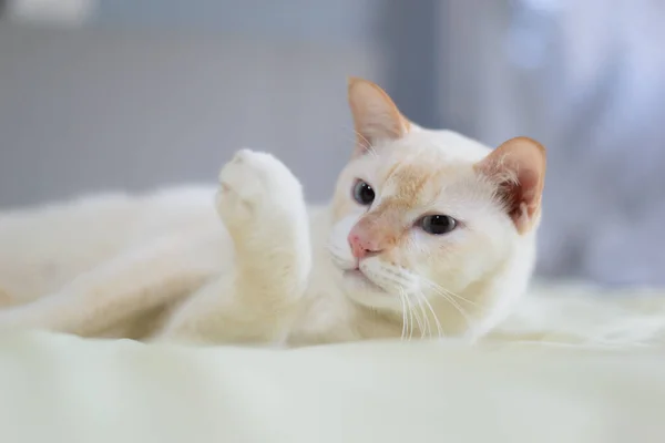 Gato Blanco Acostado Cama Concepto Moda Para Mascotas — Foto de Stock