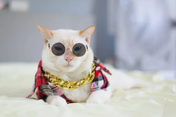 Gato Blanco Acostado Cama Concepto Moda Para Mascotas — Foto de Stock