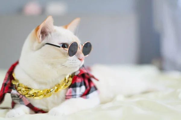 Λευκή Γάτα Ξαπλωμένη Στο Κρεβάτι Κατοικίδιο Ζώο Έννοια Μόδας — Φωτογραφία Αρχείου