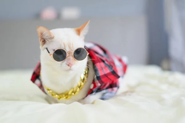Beyaz Kedi Yatakta Yatıyor Evcil Hayvan Moda Konsepti — Stok fotoğraf