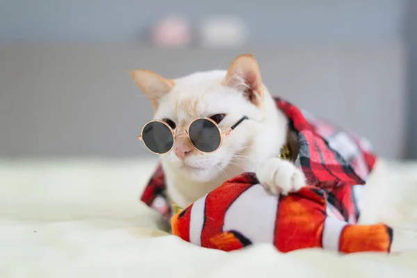 Gato Blanco Acostado Cama Concepto Moda Para Mascotas — Foto de Stock