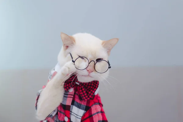 Portrait Chat Blanc Portant Des Lunettes Concept Mode Animale Chat — Photo