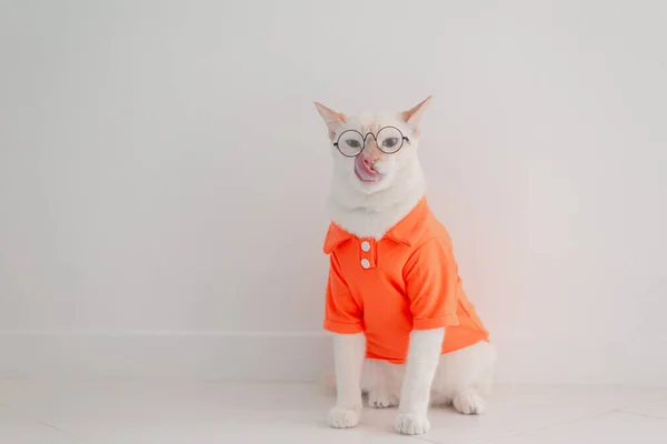 Chat Drôle Aller Vacances Porter Une Chemise Plage Chapeau Concept — Photo