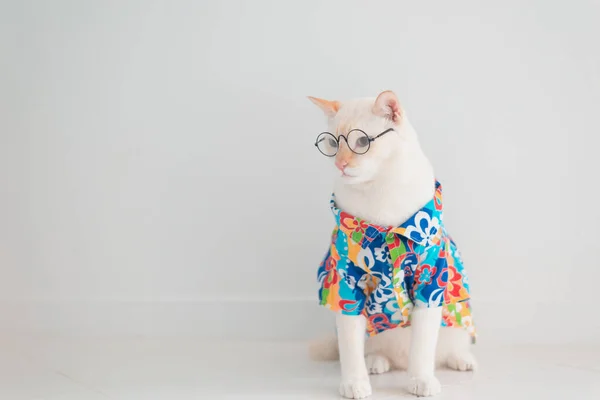 Gato Engraçado Indo Férias Use Camisa Praia Chapéu Conceito Verão — Fotografia de Stock