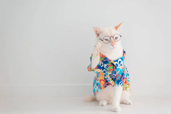 Gato Engraçado Indo Férias Use Camisa Praia Chapéu Conceito Verão — Fotografia de Stock
