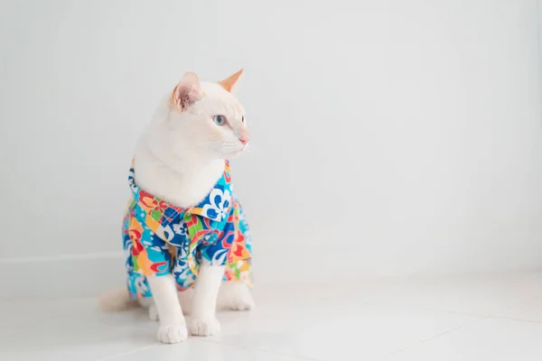 Funny Cat Going Vacation Wear Beach Shirt Hat Summer Concept — стоковое фото