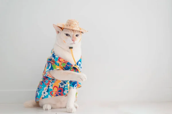 Gato Engraçado Indo Férias Use Camisa Praia Chapéu Conceito Verão — Fotografia de Stock