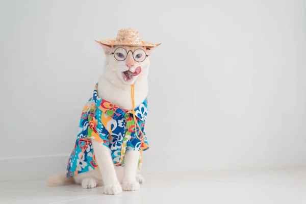 Chat Drôle Aller Vacances Porter Une Chemise Plage Chapeau Concept — Photo