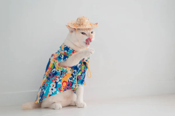 Funny Cat Going Vacation Wear Beach Shirt Hat Summer Concept — Stock Photo, Image