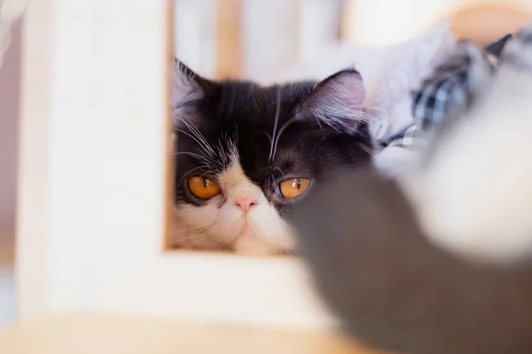 Kätzchen Katze Munchkin Flauschig Tier — Stockfoto