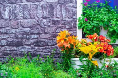 Lilly bahçede, Lily joop çiçekleri, Lilium oriental joop.