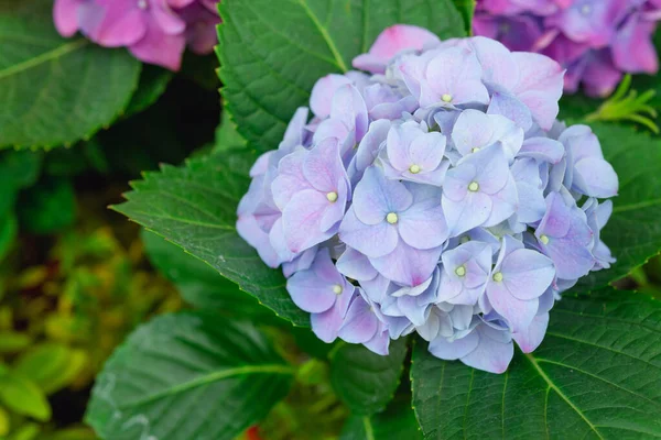 Hydrangea Vagy Hortensia Virág Virágzó Tavasszal Nyáron — Stock Fotó