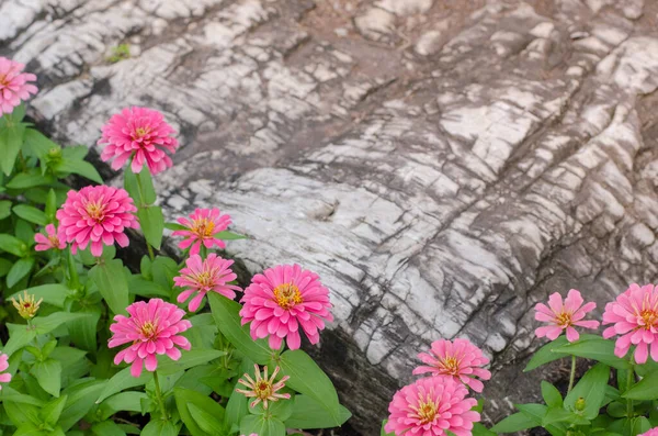 Pink Cosmos Flowers Garden — Stock Photo, Image