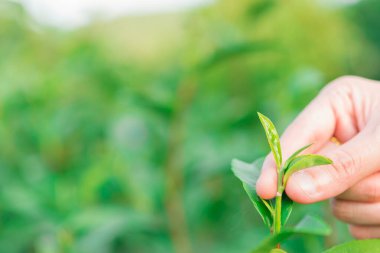 Çay tarlası tepesinde, yeşil çay yaprağının ucunu ellerimle topluyorum.