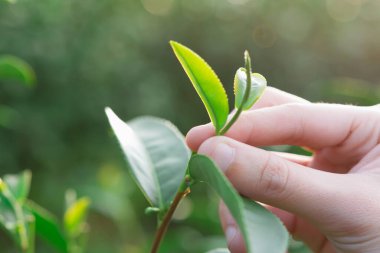 Çay tarlası tepesinde, yeşil çay yaprağının ucunu ellerimle topluyorum.