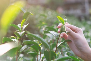 Çay tarlası tepesinde, yeşil çay yaprağının ucunu ellerimle topluyorum.