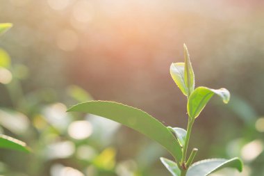 Çay tarlasında yeşil çay yaprakları