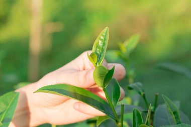 Çay tarlası tepesinde, yeşil çay yaprağının ucunu ellerimle topluyorum.