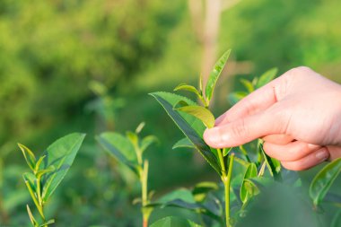 Çay tarlası tepesinde, yeşil çay yaprağının ucunu ellerimle topluyorum.