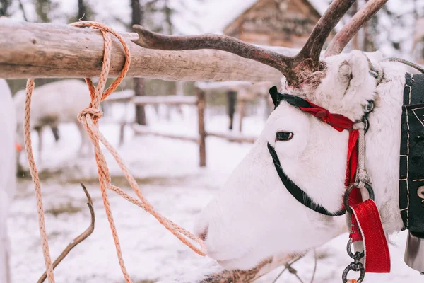 Sanki Reniferami Zimą — Zdjęcie stockowe