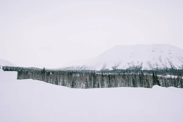 雪とアルプスの風景の木は — ストック写真