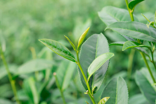 Листья зеленого чая на чайной плантации