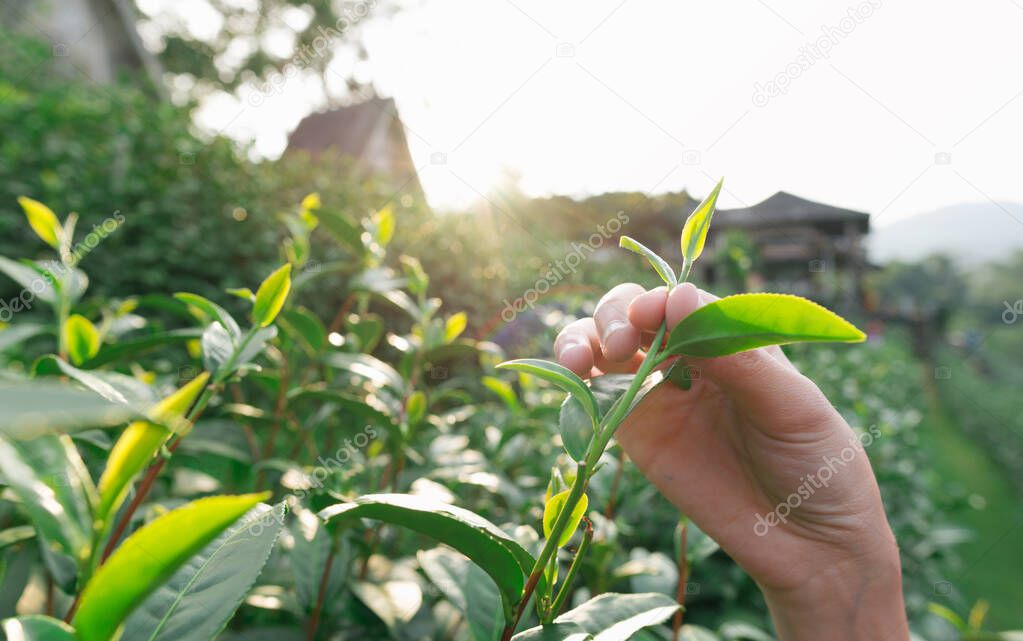 Picking tip of green tea leaf by  hand at tea plantation hill