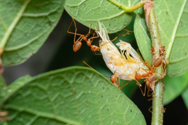Kırmızı Karıncalar birbirlerine yiyecek yolluyor, takım çalışması.