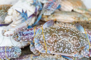 Piyasada buz üstünde çiğ yengeç satılıyor.