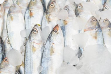 Tayland balık pazarında buzda taze balıklar