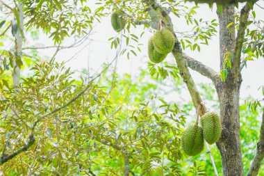 Ağaçta Durian meyvesi, tropik meyve, altın yastık, Monthong