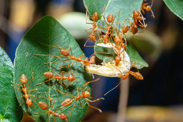Czerwone Mrówki Wysyłają Siebie Jedzenie Praca Zespołowa — Zdjęcie stockowe