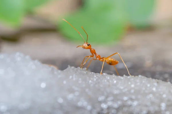Czerwona Mrówka Cukrze — Zdjęcie stockowe