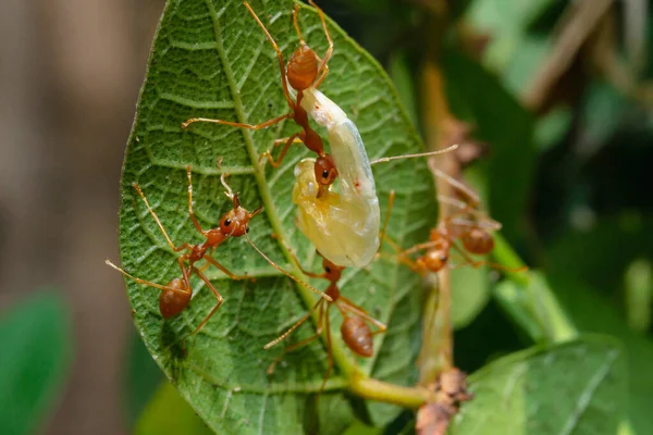 红蚂蚁互相送食 团队精神 — 图库照片