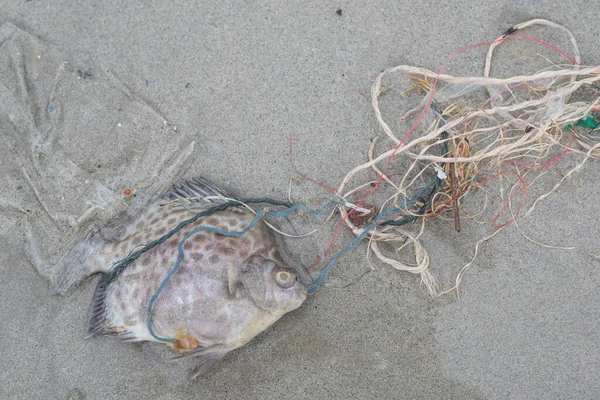Plastikverschmutzungsproblem Todesfische Strand Mit Schmutzigem Plastikmüll — Stockfoto