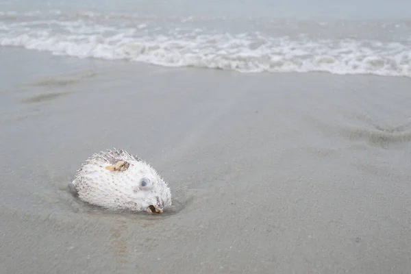 Plastikverschmutzung Problem Tod Kugelfische Strand Mit Schmutzigem Plastikmüll — Stockfoto