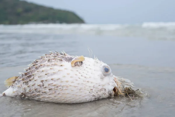 Plastikverschmutzung Problem Tod Kugelfische Strand Mit Schmutzigem Plastikmüll — Stockfoto