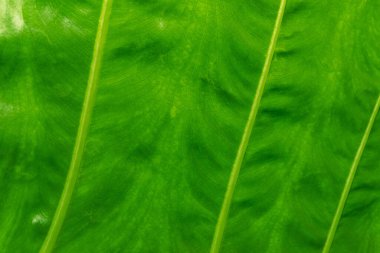 Yaprak doğal arkaplan yapısı, yeşil izin dokusu