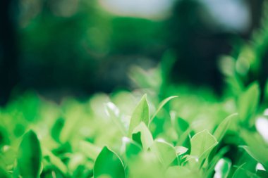 Beyaz arka planda taze yeşil yapraklar, doğa arka planı