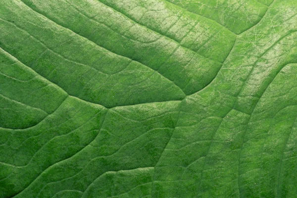 Estrutura Folha Fundo Natural Textura Licença Verde — Fotografia de Stock