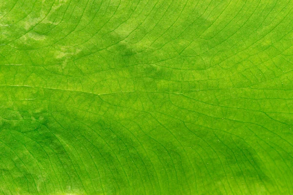 Estrutura Folha Fundo Natural Textura Licença Verde — Fotografia de Stock