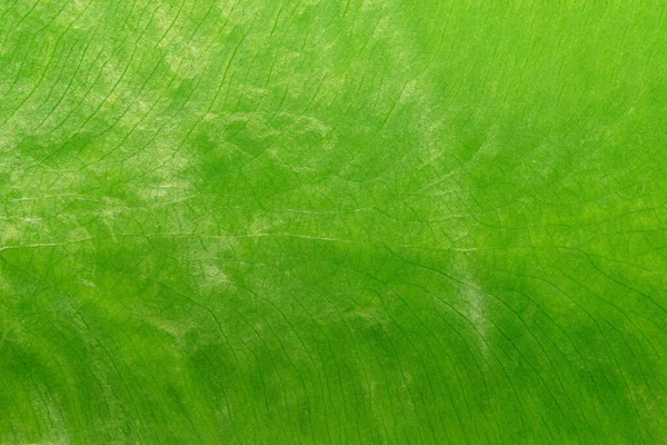 Structuur Van Het Blad Natuurlijke Achtergrond Groen Blad Textuur — Stockfoto