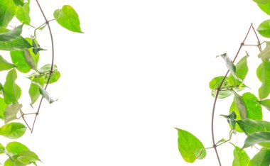 tüm arka planda yeşil sarmaşık