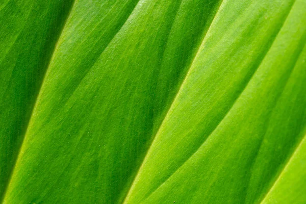 葉の自然な背景や緑の葉の質感 — ストック写真